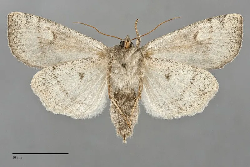 Enargia infumata