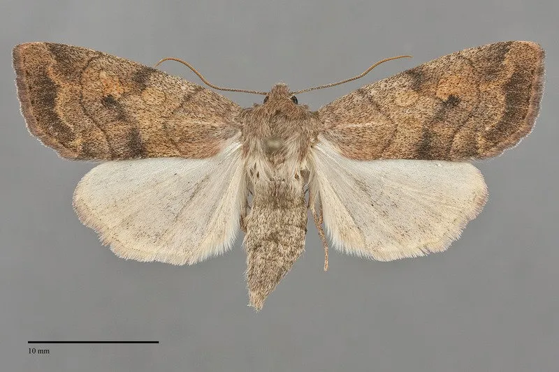 Enargia infumata