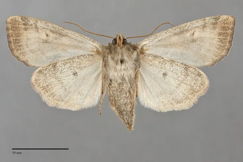Enargia infumata