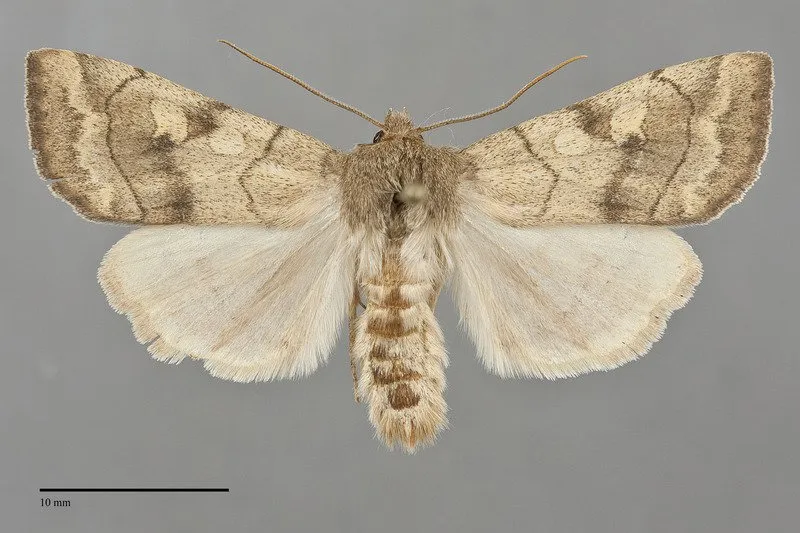Enargia infumata