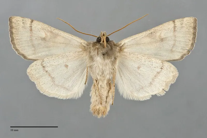 Enargia infumata
