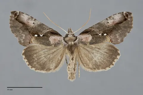 Eosphoropteryx thyatyroides