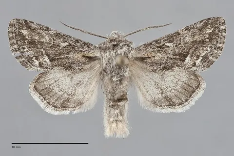 Epidemas cinerea
