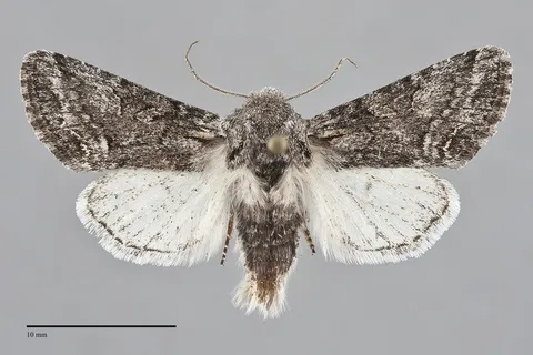 Epidemas obscurus