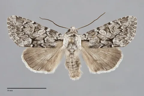 Eremobina claudens