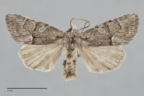 Eremobina unicincta