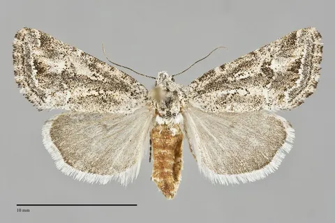 Escaria clauda