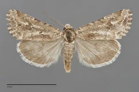 Escaria homogena