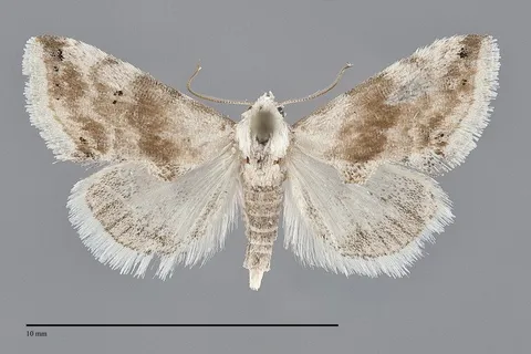 Eublemma minima