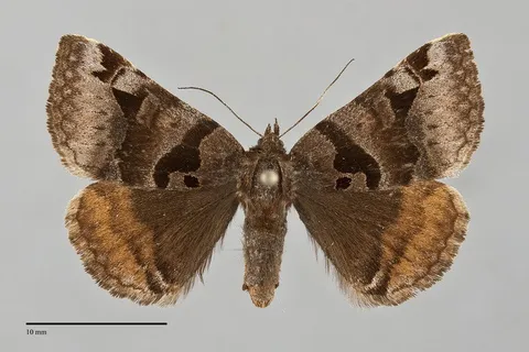 Euclidia ardita