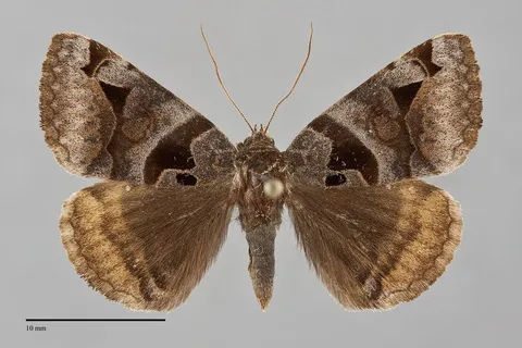 Euclidia cuspidea