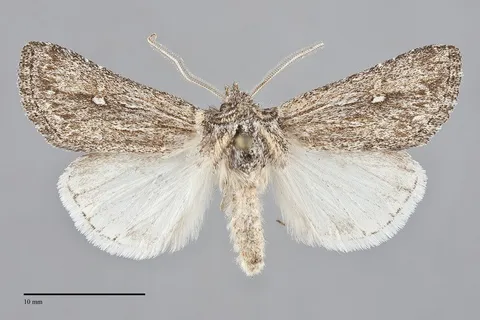 Eucoptocnemis canescens