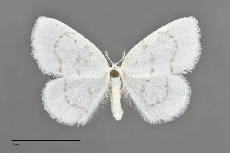 Eudeilinia herminiata