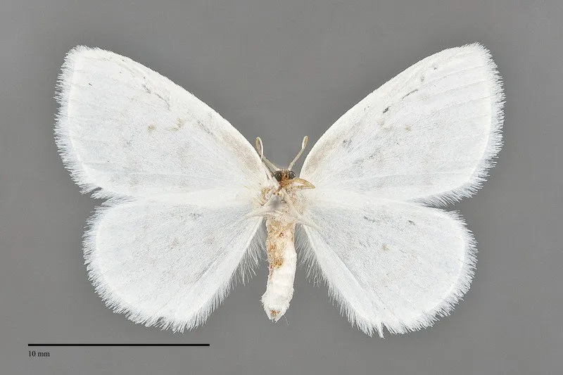Eudeilinia herminiata