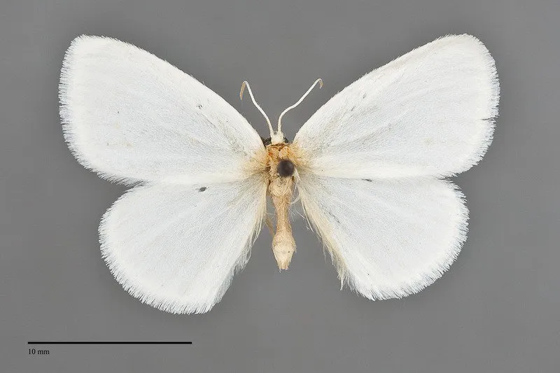 Eudeilinia herminiata