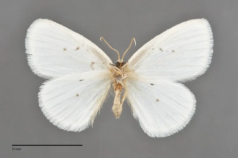 Eudeilinia herminiata
