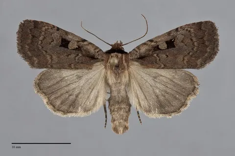 Eueretagrotis perattentus