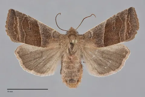 Eupsilia devia