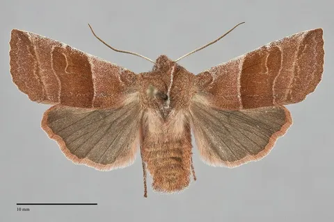 Eupsilia fringata