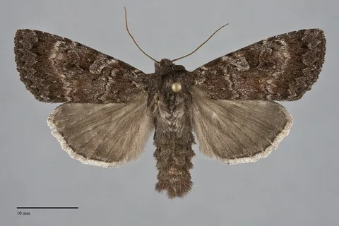Eurois astricta