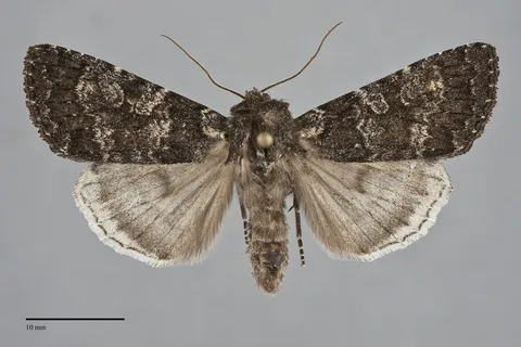 Eurois nigra