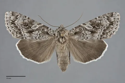 Eurois occulta