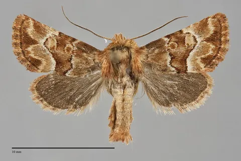 Euros cervina
