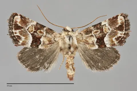 Euros osticollis