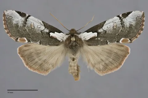 Euthyatira lorata
