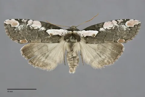 Euthyatira pudens