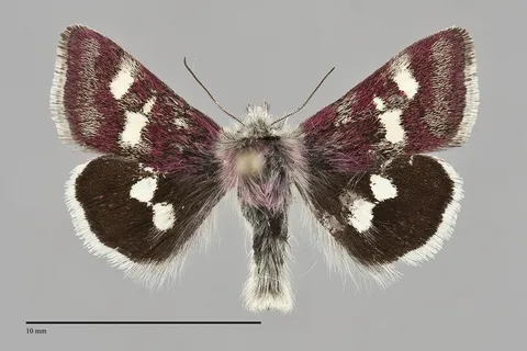 Eutricopis nexilis