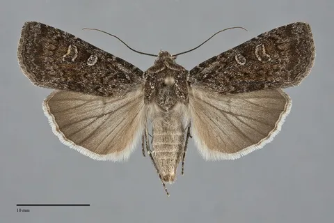 Euxoa aberrans