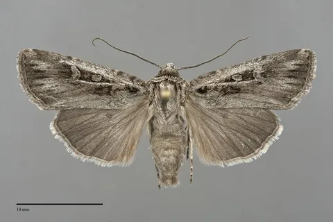 Euxoa absona