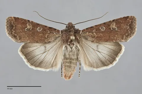 Euxoa adumbrata