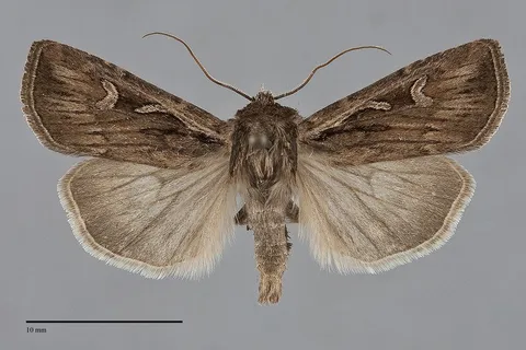 Euxoa agema