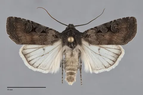 Euxoa albipennis