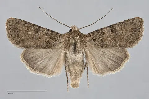 Euxoa altens