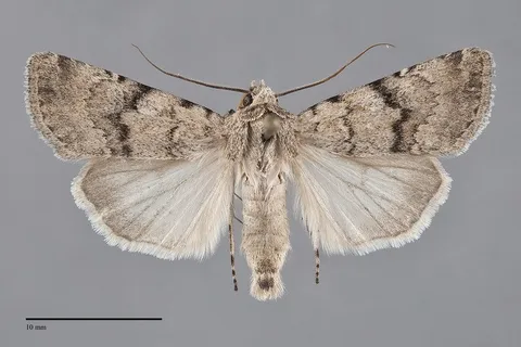 Euxoa annulipes