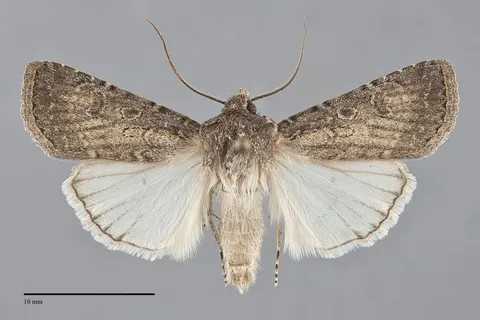Euxoa atomaris
