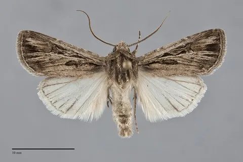 Euxoa atristrigata