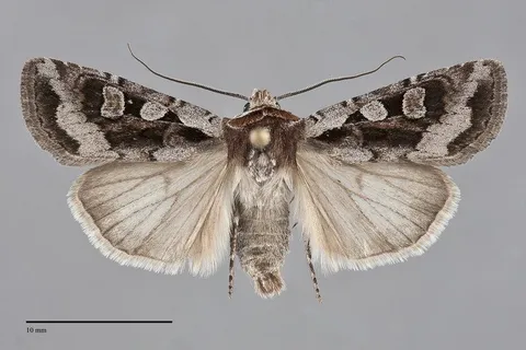 Euxoa auripennis
