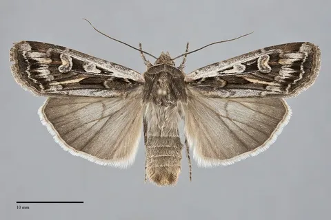 Euxoa auxiliaris