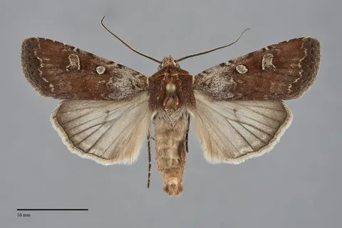 Euxoa basalis