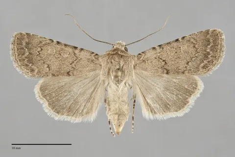 Euxoa bifasciata