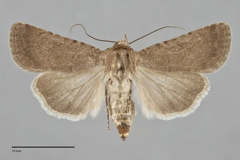 Euxoa bifasciata