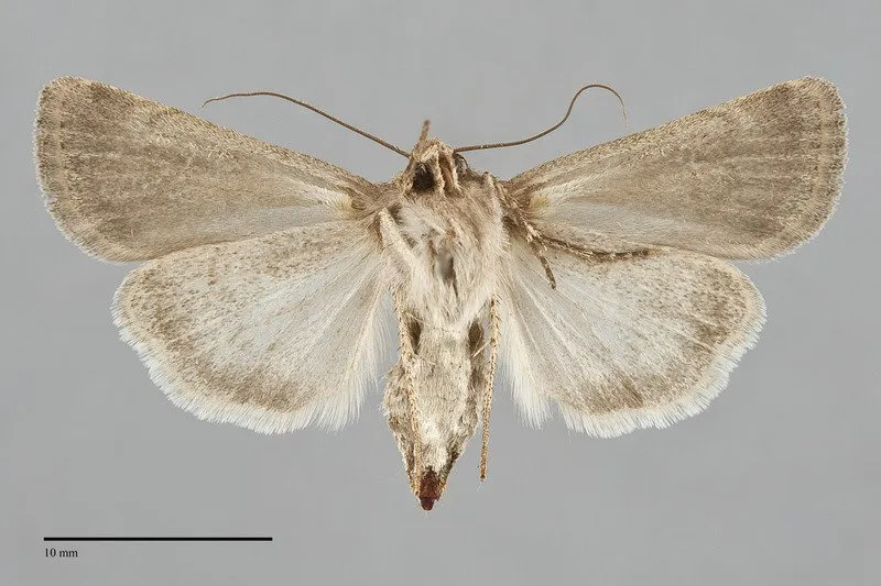 Euxoa bifasciata