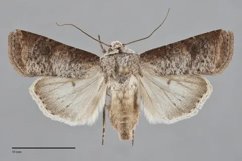 Euxoa bochus
