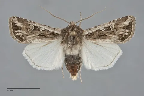 Euxoa brevipennis