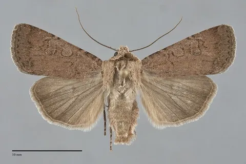 Euxoa brunneigera