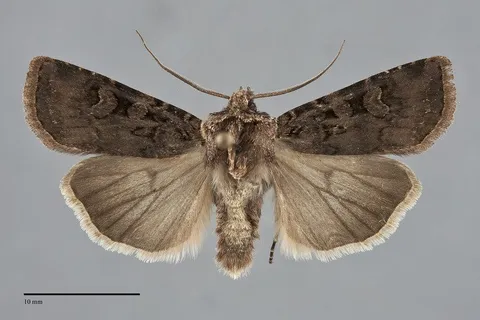 Euxoa campestris